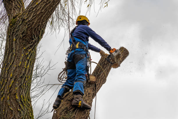 Best Best Tree Removal Services  in USA